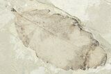 Fossil Leaf Plate - Green River Formation, Utah #256813-2